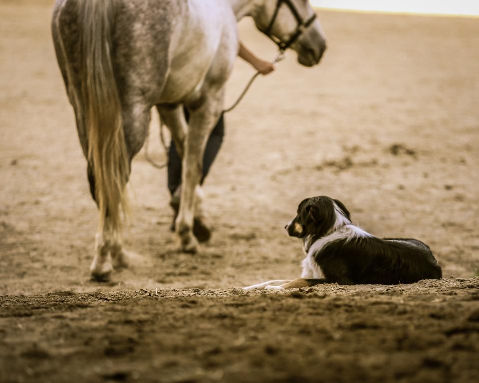 Western Pleasure Guest Ranch Sandpoint Buitenkant foto